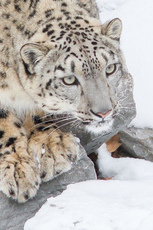 Os x snow leopard dmg to usb